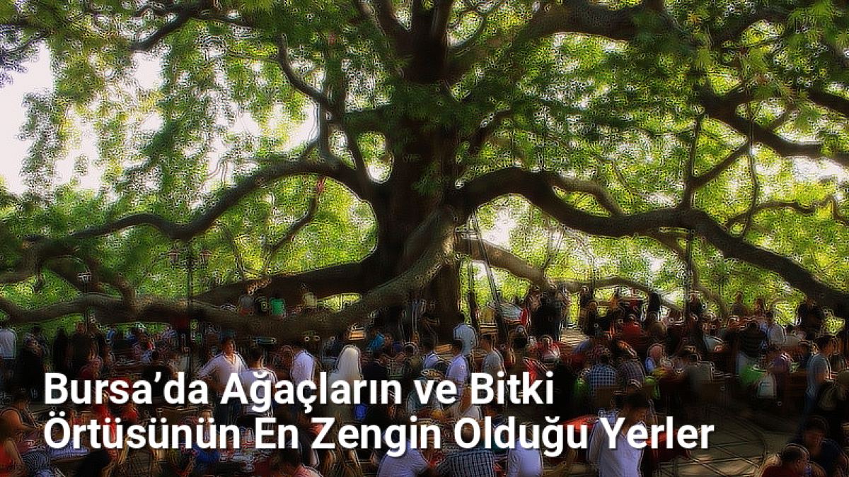 Bursa’da Ağaçların ve Bitki Örtüsünün En Zengin Olduğu Yerler - yesilbursablog.net.tc