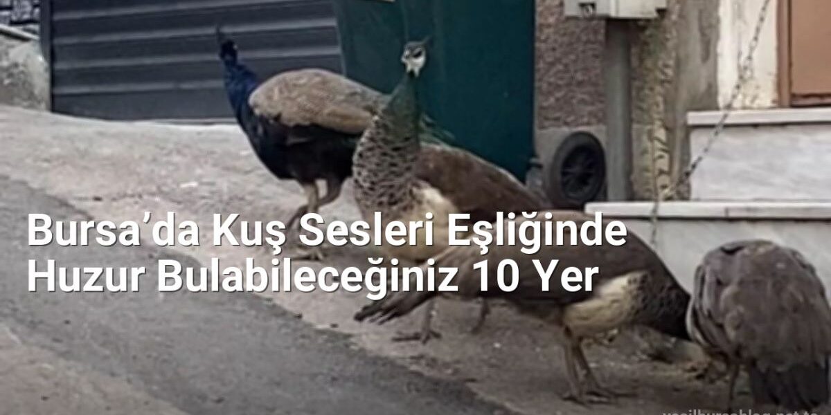 Bursa’da Kuş Sesleri Eşliğinde Huzur Bulabileceğiniz 10 Yer - yesilbursablog.net.tc