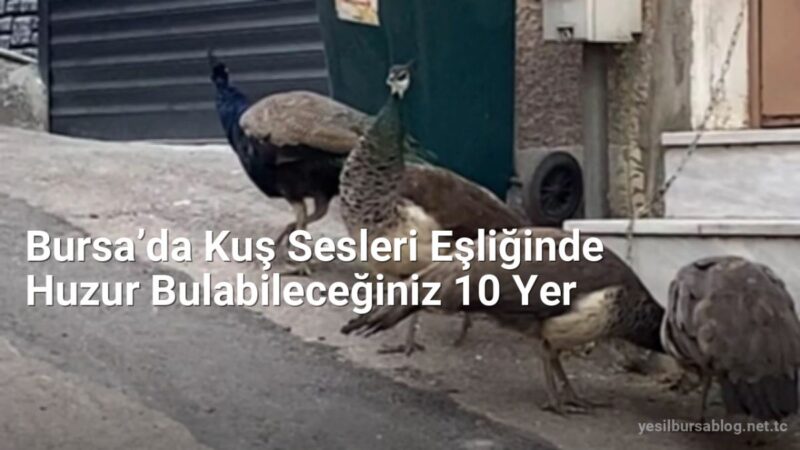 Bursa’da Kuş Sesleri Eşliğinde Huzur Bulabileceğiniz 10 Yer - yesilbursablog.net.tc