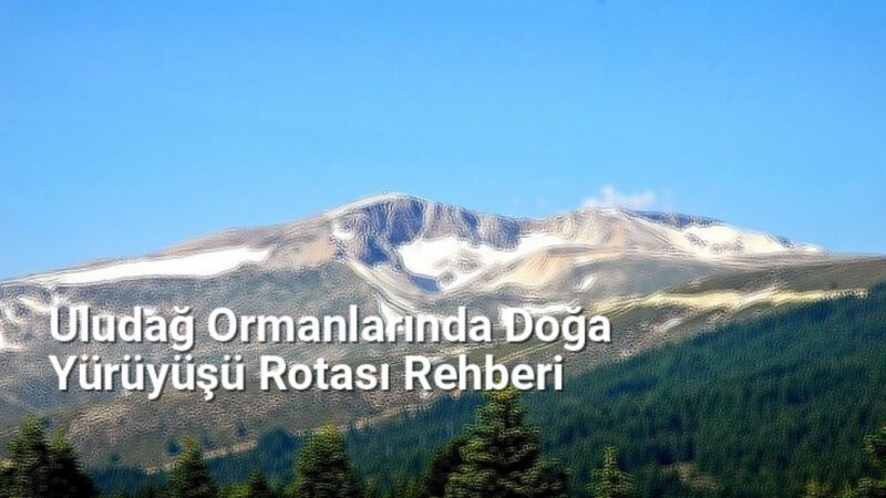 Uludağ Ormanlarında Doğa Yürüyüşü Rotası Rehberi - yesilbursablog.net.tc